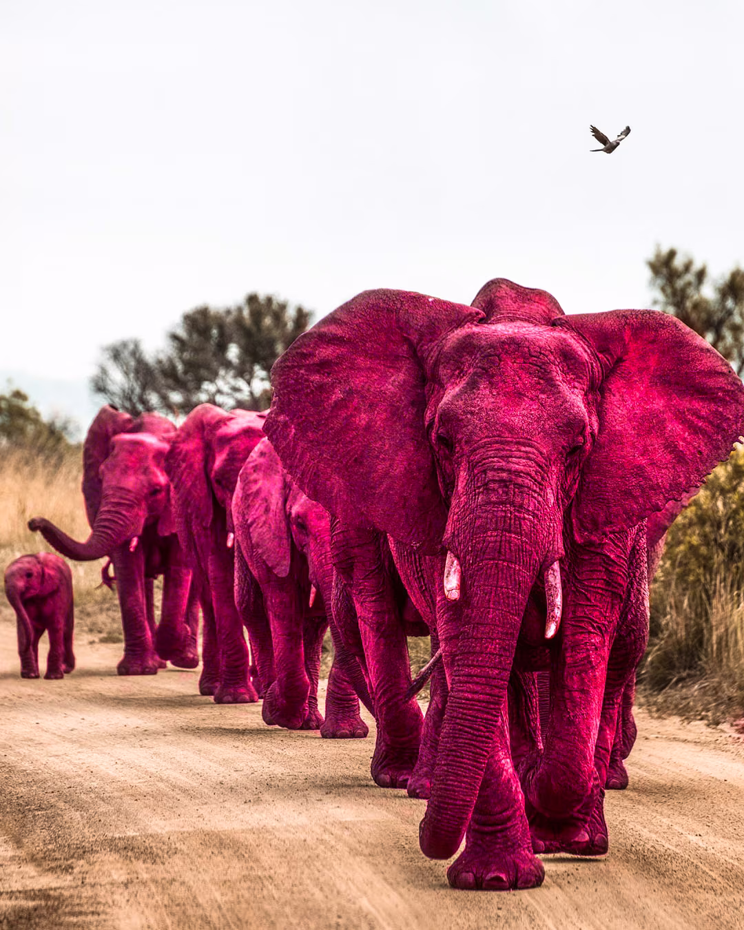 Pink Elephants